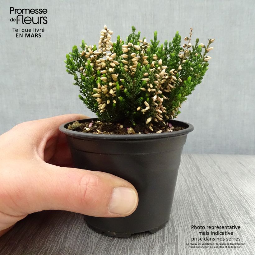 Calluna vulgaris Alba - Brugo Vasetto da 8/9 cm esemplare consegnato in primavera