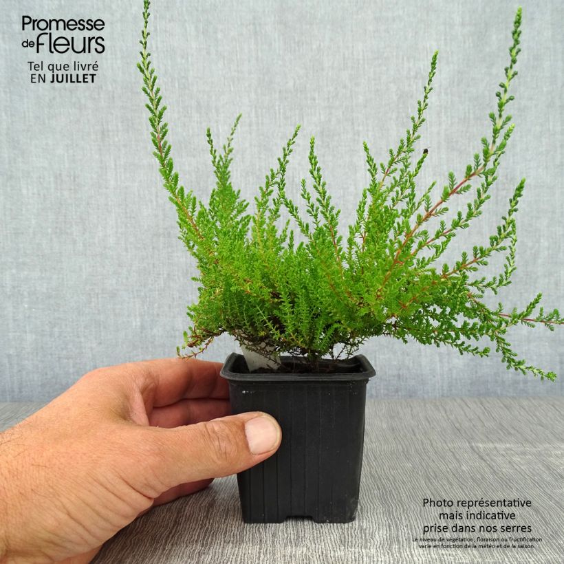 Esemplare di Calluna vulgaris Spring Torch - Brugo Vasetto da 8/9 cm consegnato in estate