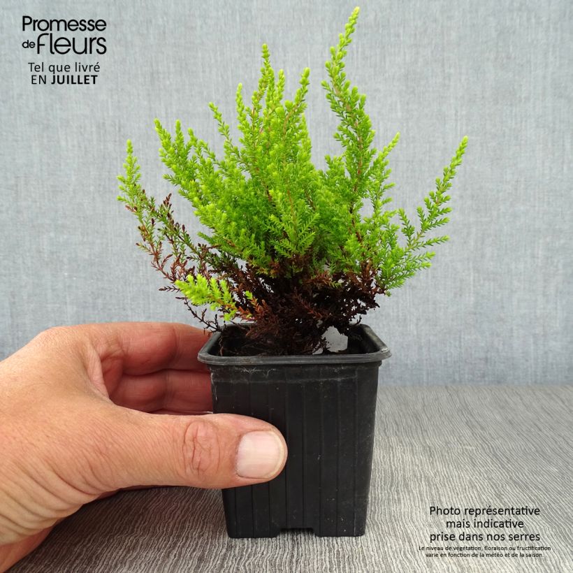 Esemplare di Calluna vulgaris Winter Chocolate - Brugo Vasetto da 8/9 cm consegnato in estate