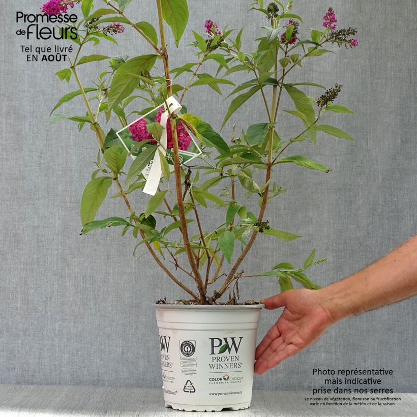 Esemplare di Albero delle farfalle Miss Ruby Vaso da 3L/4L consegnato in estate