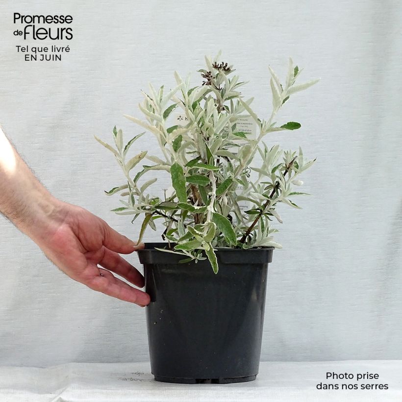 Esemplare di Albero delle farfalle Silver Anniversary Vaso da 3L/4L consegnato in estate