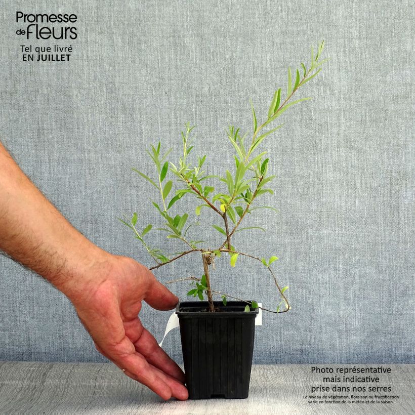 Esemplare di Buddleja alternifolia - Albero delle farfalle Vasetto da 8/9 cm consegnato in estate