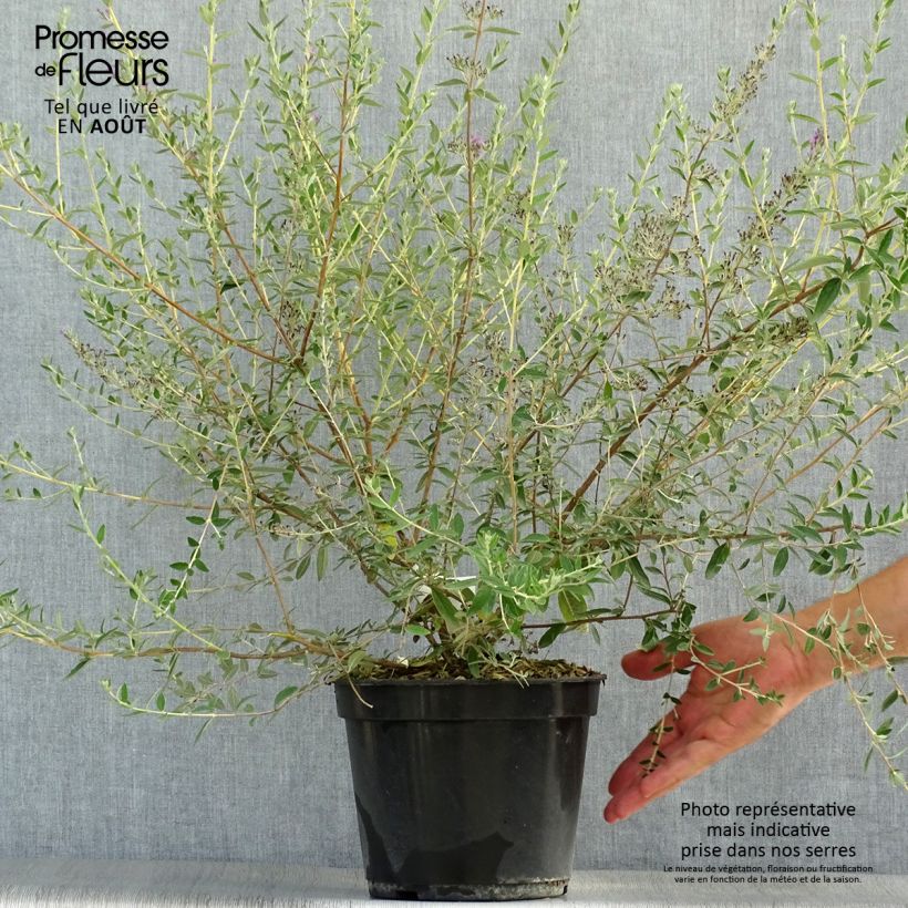 Esemplare di Buddleja alternifolia Unique - Albero delle farfalle Vaso da 3L/4L consegnato in estate