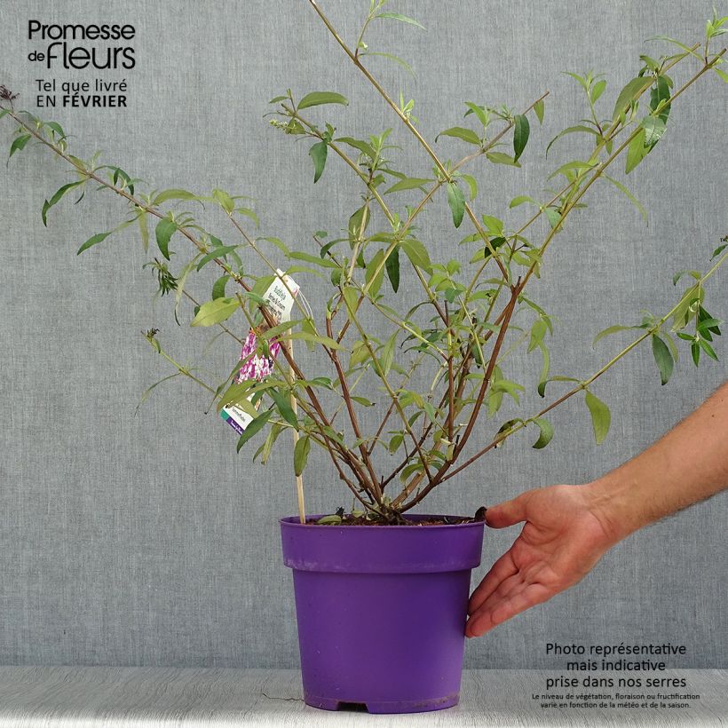 Esemplare di Albero delle farfalle Berries and Cream Vaso da 3L/4L come consegnato in autunno