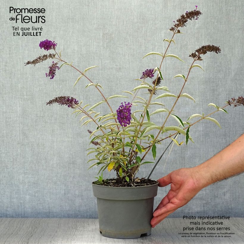 Esemplare di Albero delle farfalle Nanho Purple Vaso da 2L/3L consegnato in estate