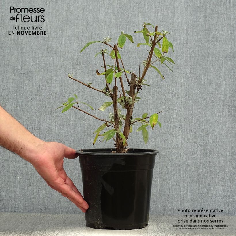 Esemplare di Albero delle farfalle Rêve de Papillon Pink Vaso da 4L/5L come consegnato in autunno
