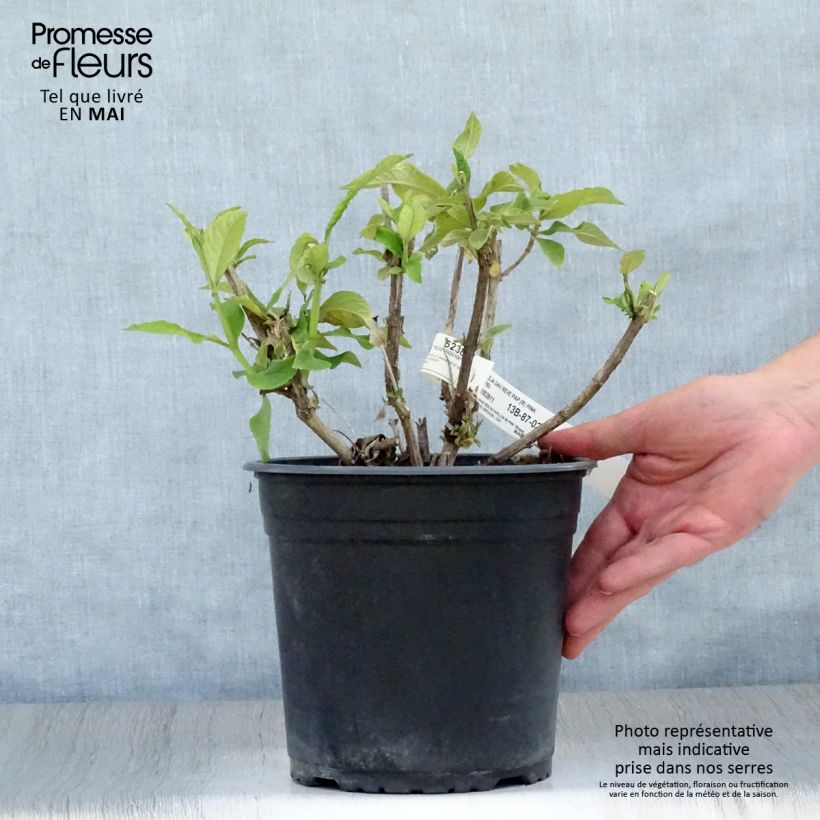 Albero delle farfalle Rêve de Papillon Pink Vaso da 4L/5L esemplare consegnato in primavera