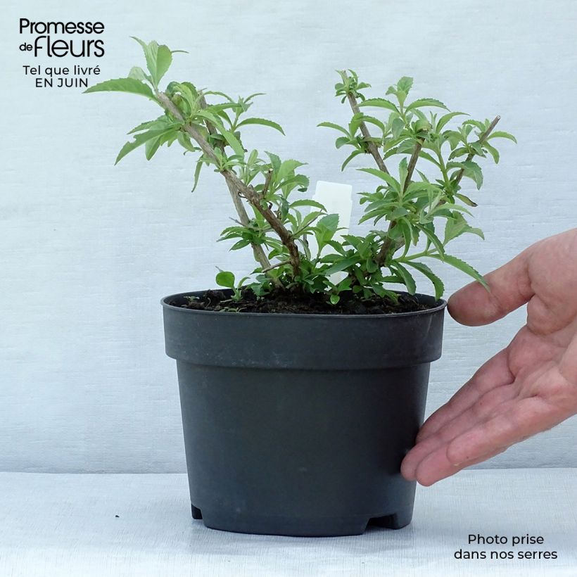 Esemplare di Albero delle farfalle White Profusion Vaso da 1L/1,5L consegnato in estate