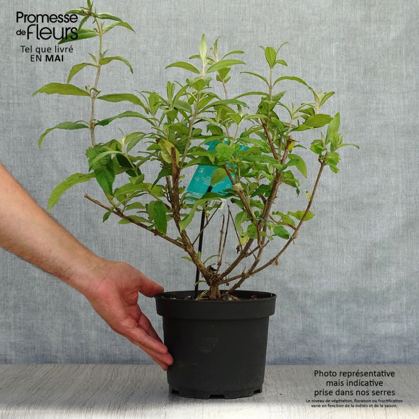 Albero delle farfalle White Profusion Vaso da 3L/4LAltezza consegnata circa 40/60cm esemplare consegnato in primavera