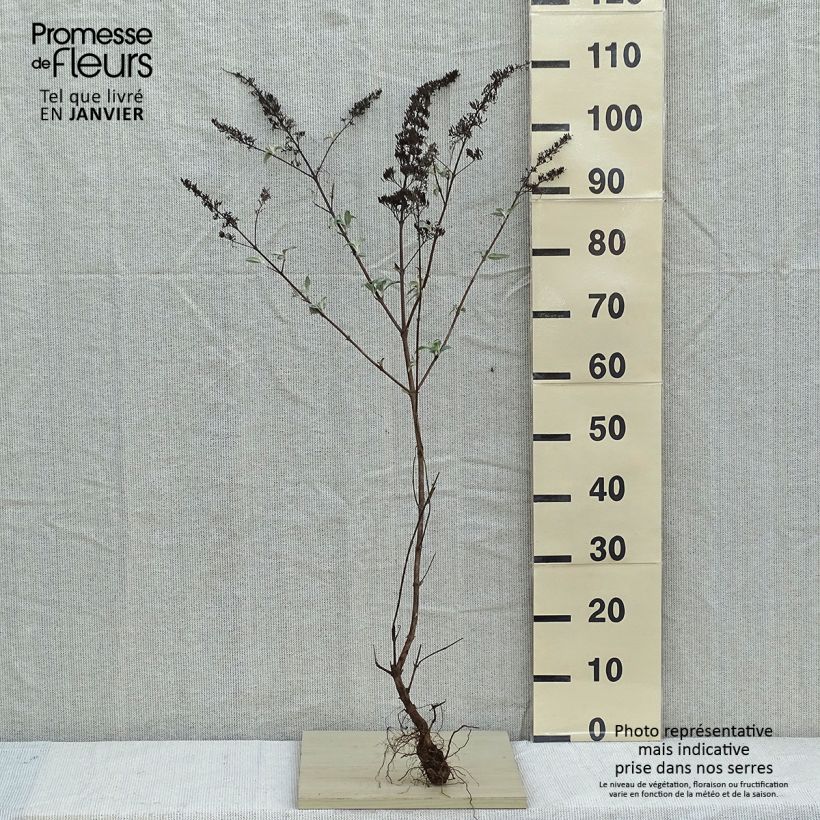 Albero delle farfalle White Profusion Piante piccole a radice nudaAltezza consegnata circa 50/80cm esemplare consegnato in inverno