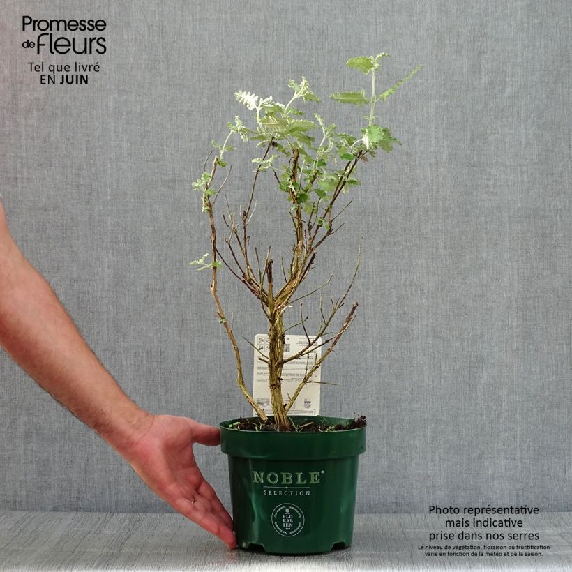 Esemplare di Buddleja glomerata Silver Service - Albero delle farfalle Vaso da 3L/4L consegnato in estate
