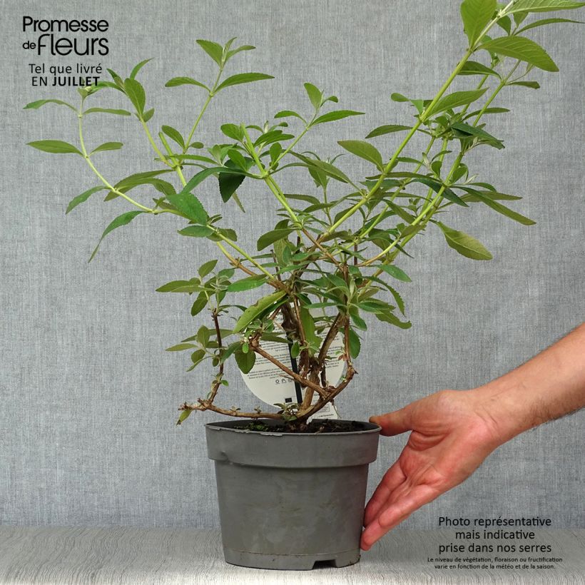Esemplare di Buddleja weyeriana Sungold - Albero delle farfalle Vaso da 2L/3L consegnato in estate