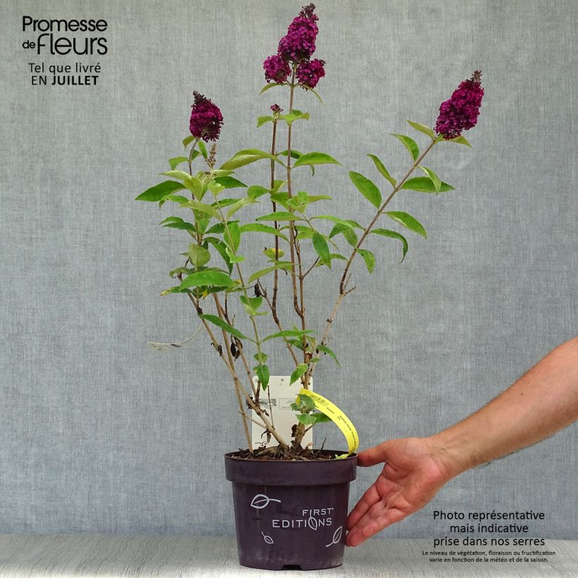 Esemplare di Albero delle farfalle Funky Fuchsia Vaso da 2L/3L consegnato in estate