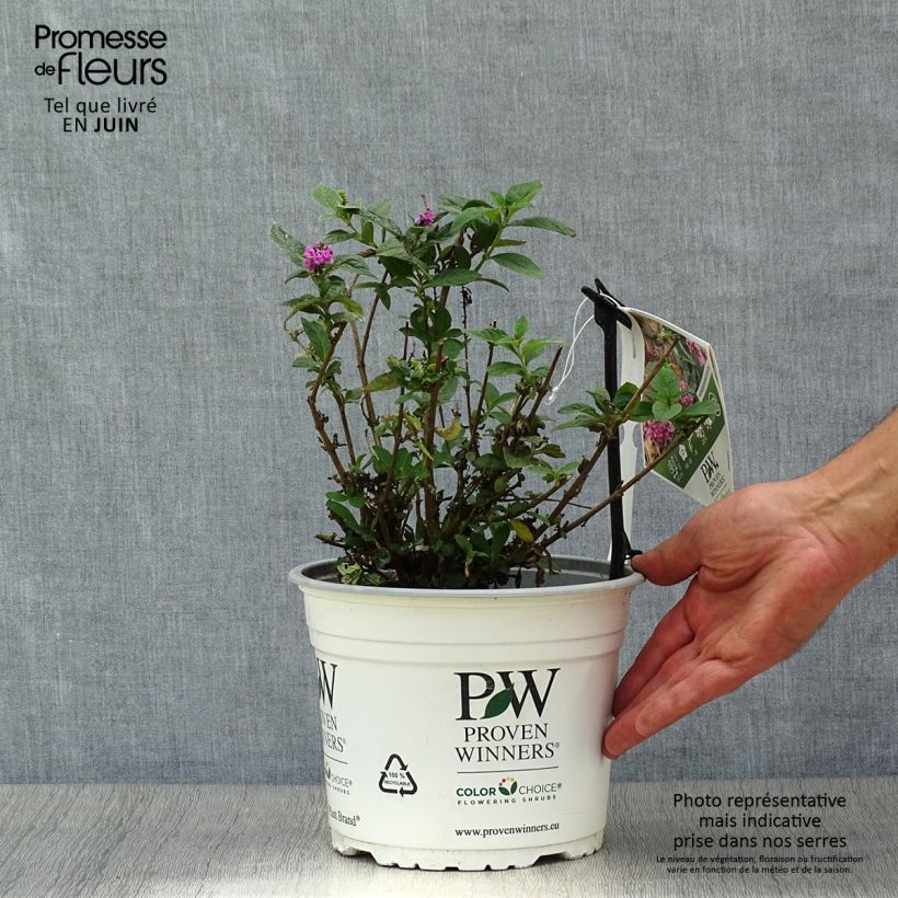 Esemplare di Albero delle farfalle Pink Micro Chip Vaso da 3L/4L consegnato in estate