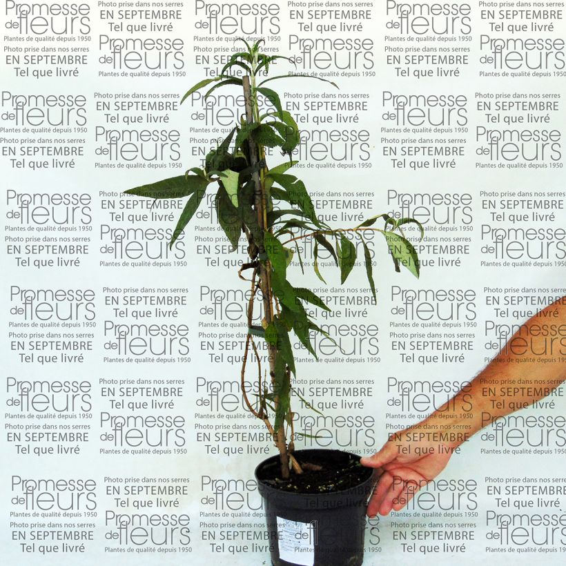 Esempio di esemplare Buddleja colvilei - Albero delle farfalle Vaso da 2L/3L come consegnato