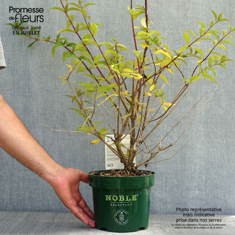Esemplare di Albero delle farfalle Argus Velvet Vaso da 3L/4L consegnato in estate