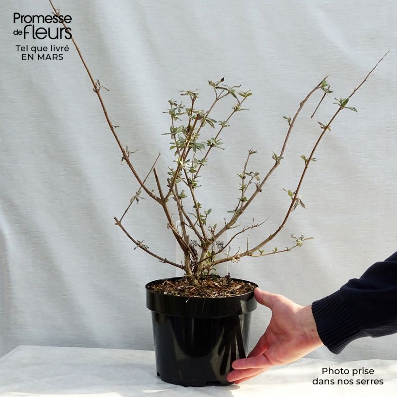 Albero delle farfalle Camberwell Beauty Vaso da 3L/4LAltezza consegnata circa 20/30cm esemplare consegnato in primavera