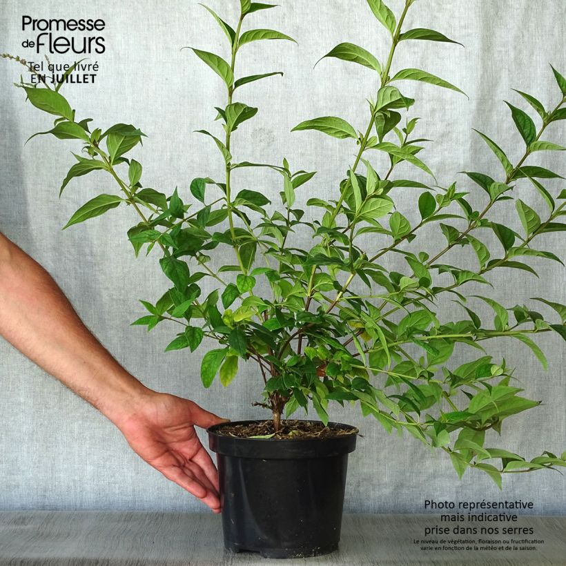 Esemplare di Buddleja lindleyana - Albero delle farfalle Vaso da 4L/5L consegnato in estate