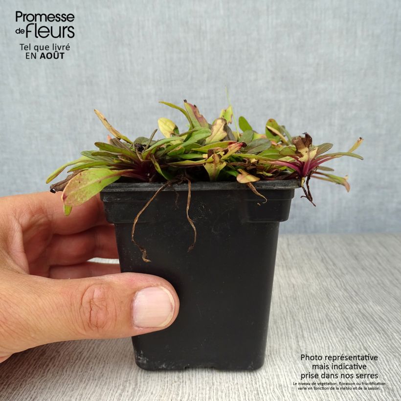 Esemplare di Ajuga reptans Atropurpurea - Bugola Vasetto da 7/8 cm consegnato in estate