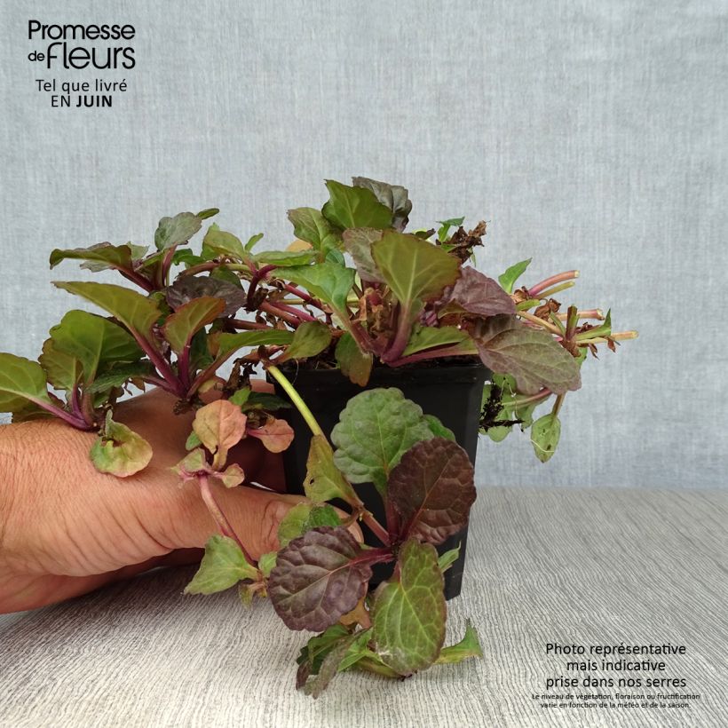 Esemplare di Ajuga reptans Black Scallop - Bugola Vasetto da 8/9 cm consegnato in estate