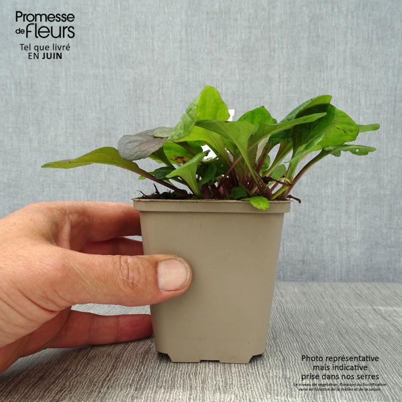 Esemplare di Ajuga reptans Braunherz - Bugola Vasetto da 8/9 cm consegnato in estate