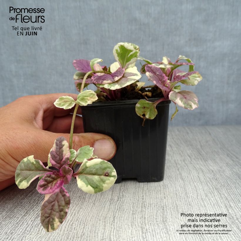 Esemplare di Ajuga reptans Burgundy Glow - Bugola Vasetto da 7/8 cm consegnato in estate
