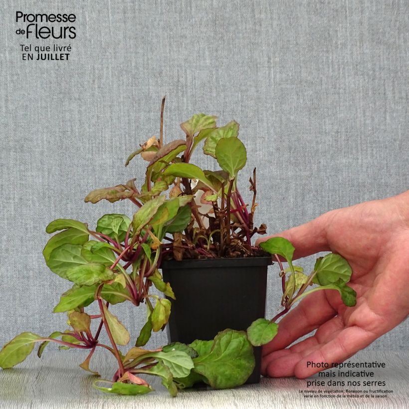 Esemplare di Ajuga reptans Catlin's Giant - Bugola Vasetto da 8/9 cm consegnato in estate