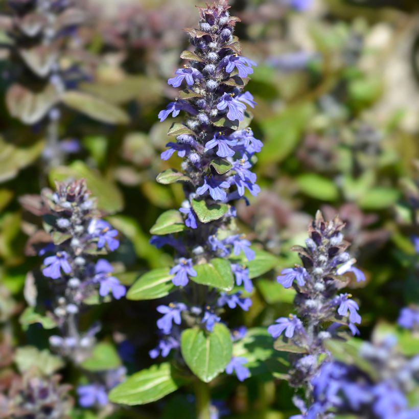 Ajuga reptans Multicolor - Bugola (Fioritura)