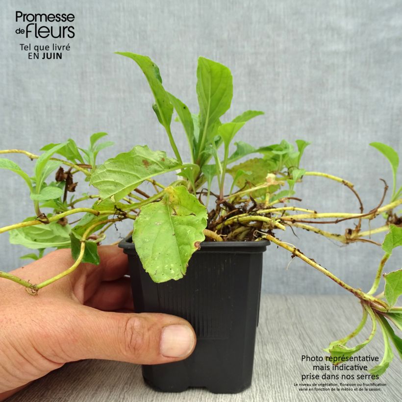Esemplare di Ajuga reptans Rosea - Bugola rosa Vasetto da 8/9 cm consegnato in estate
