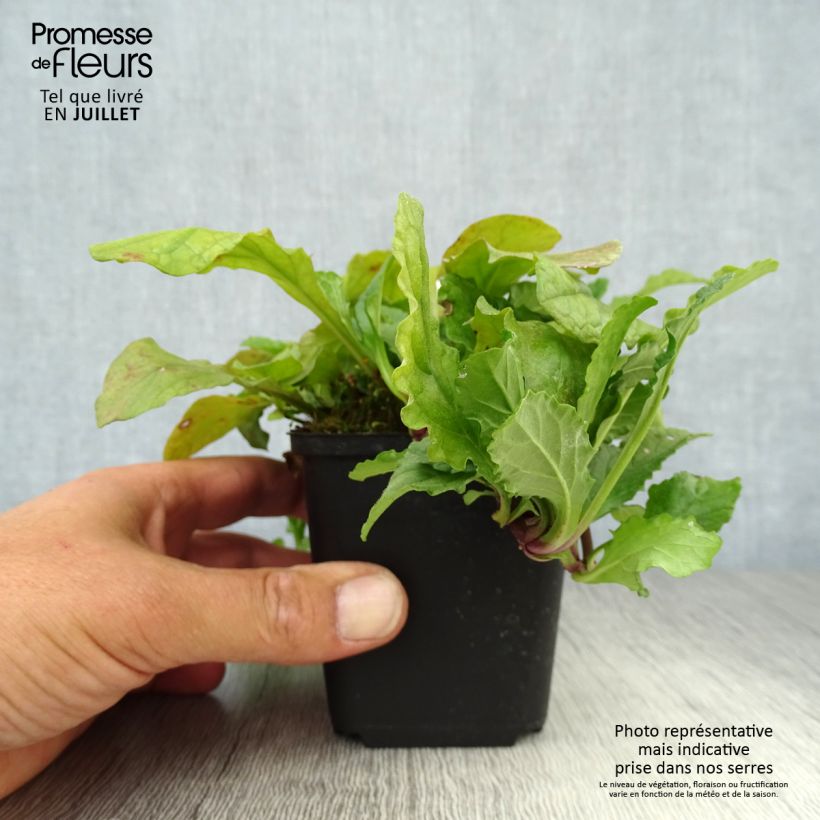 Esemplare di Ajuga reptans - Bugola Vasetto da 8/9 cm consegnato in estate