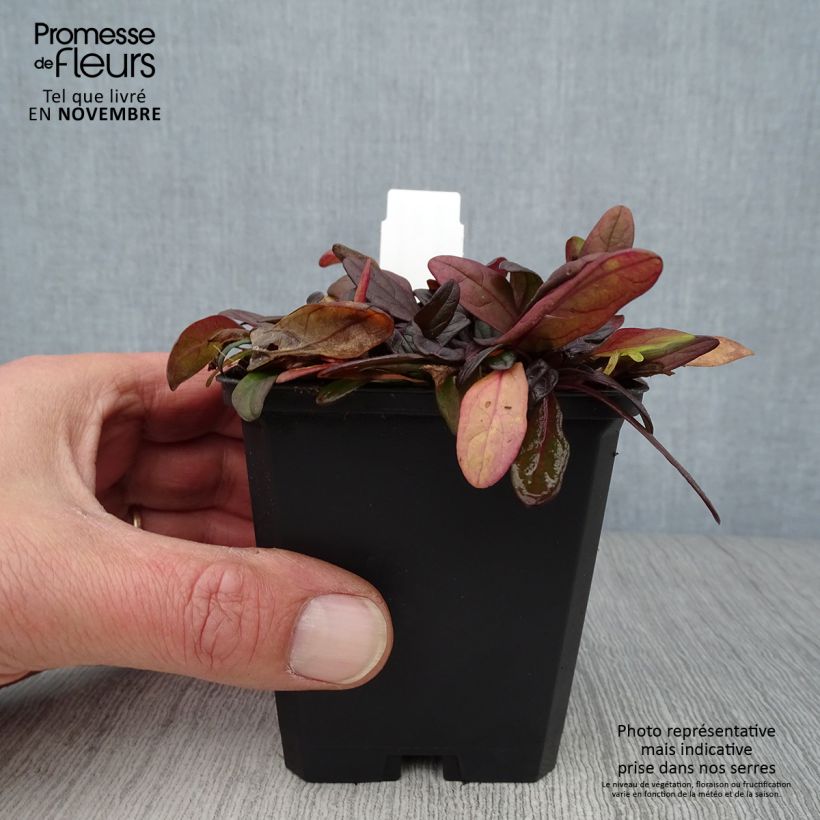 Esemplare di Ajuga Chocolate Chip - Bugola Vasetto da 8/9 cm come consegnato in autunno