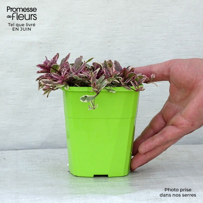 Esemplare di Ajuga Princess Nadia - Bugola Vaso da 1,5L/2L consegnato in estate