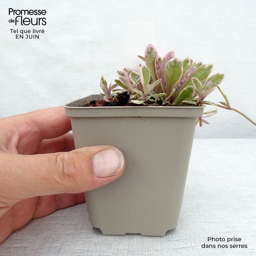 Esemplare di Ajuga Princess Nadia - Bugola Vasetto da 8/9 cm consegnato in estate