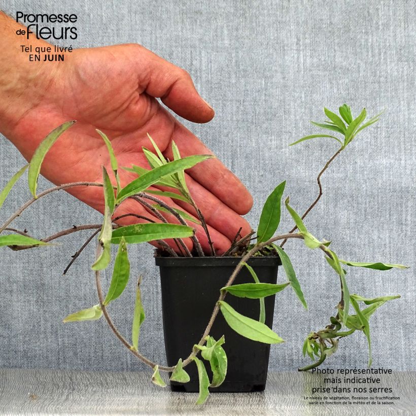 Esemplare di Buglossoides purpurocaerulea - Erba-perla azzurra Vasetto da 8/9 cm consegnato in estate