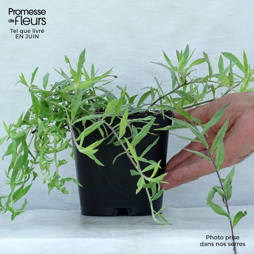 Esemplare di Buglossoides purpurocaerulea - Erba-perla azzurra Vaso da 2L/3L consegnato in estate
