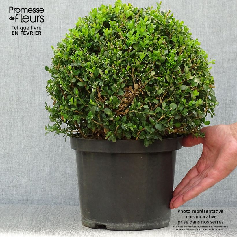 Esemplare di Buxus microphylla Faulkner - Bosso microfillo Vaso da 7,5L/10L come consegnato in autunno