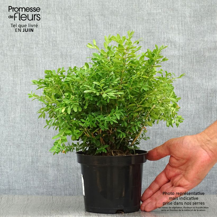 Esemplare di Buxus microphylla Rococo - Bosso microfillo Vaso da 3L/4L consegnato in estate