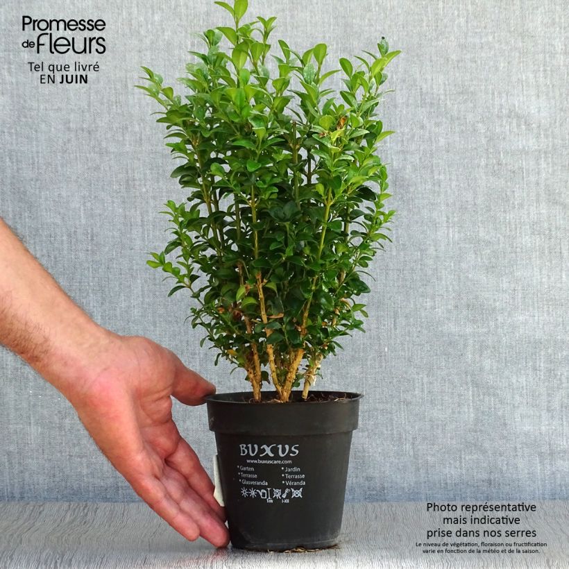Esemplare di Buxus sempervirens - Bosso Vaso da Ø 12 cm / 13 cm consegnato in estate
