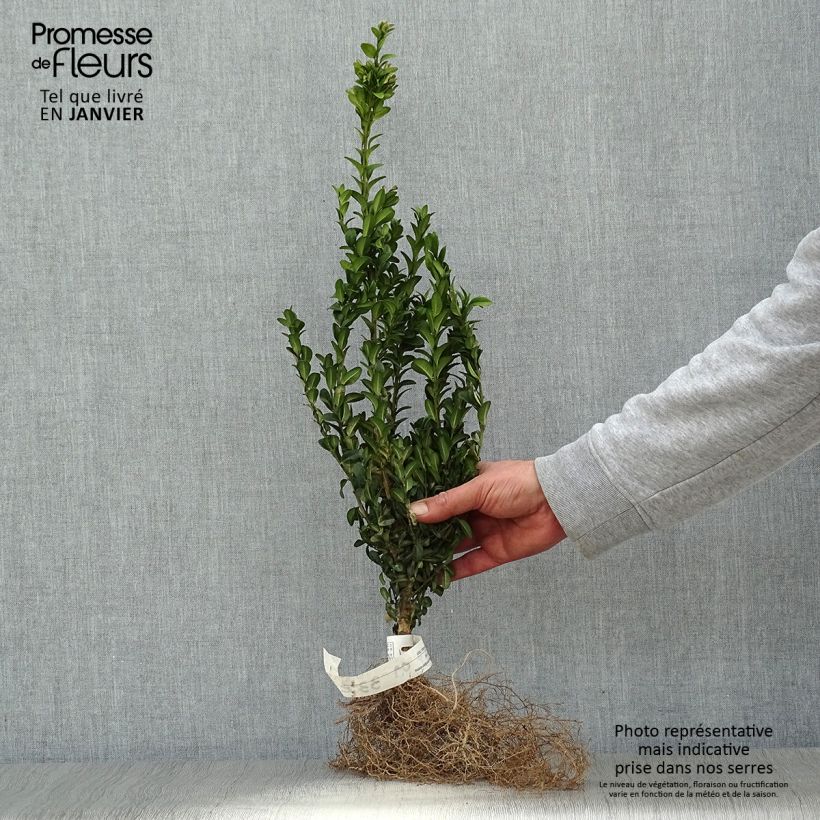 Buxus sempervirens - Bosso Piante piccole a radice nuda esemplare consegnato in inverno