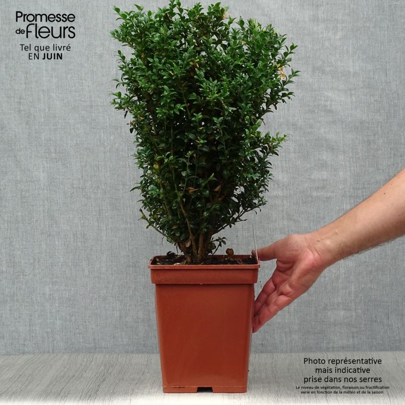 Esemplare di Buxus sempervirens - Bosso Zolla consegnato in estate