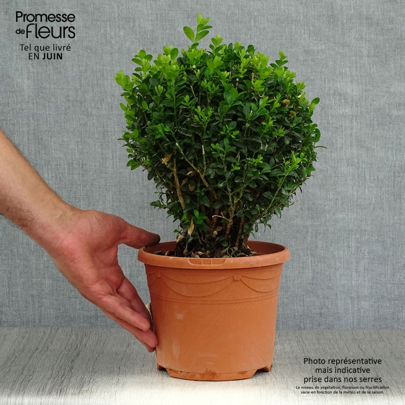 Esemplare di Buxus sempervirens - Bosso palla Vaso da 2L/3L consegnato in estate
