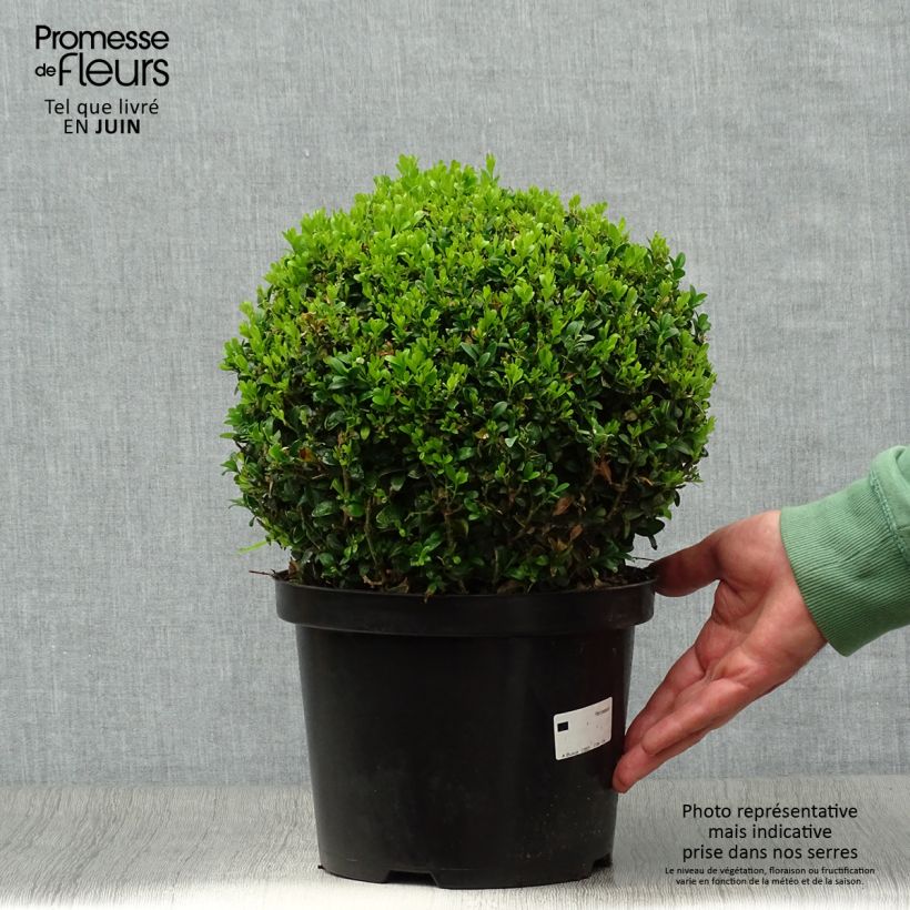 Esemplare di Buxus sempervirens - Bosso palla Vaso da 4L/5L consegnato in estate