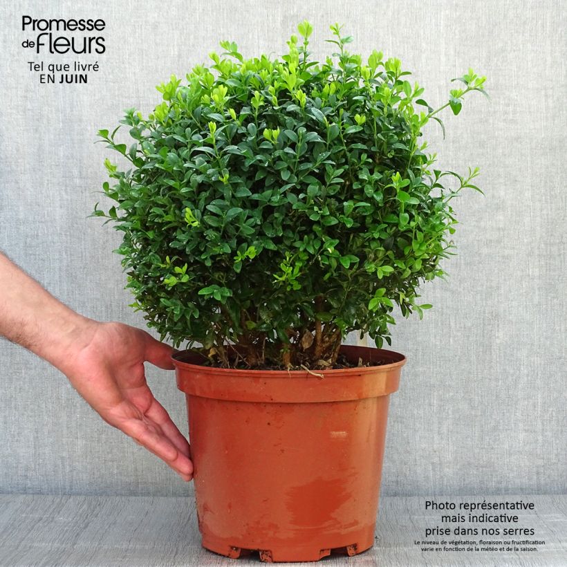 Esemplare di Buxus sempervirens - Bosso palla Vaso da 7,5L/10L consegnato in estate