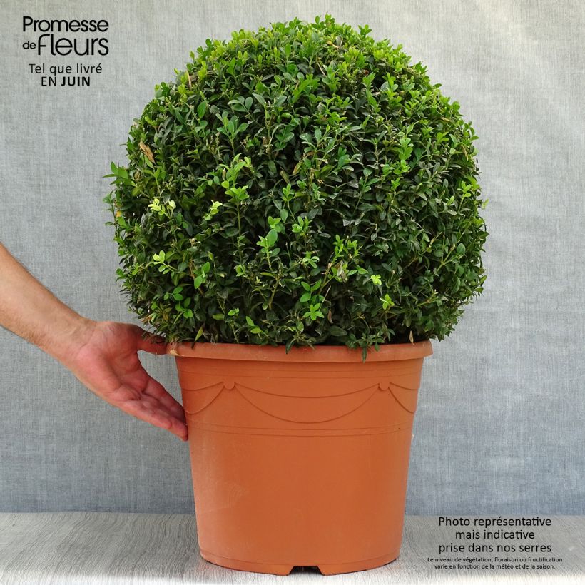 Esemplare di Buxus sempervirens - Bosso palla Vaso da 20L/25L consegnato in estate