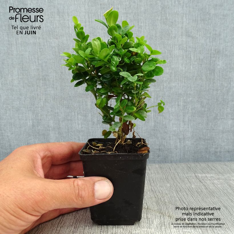 Esemplare di Buxus sempervirens Suffruticosa - Bosso Vasetto da 8/9 cm consegnato in estate