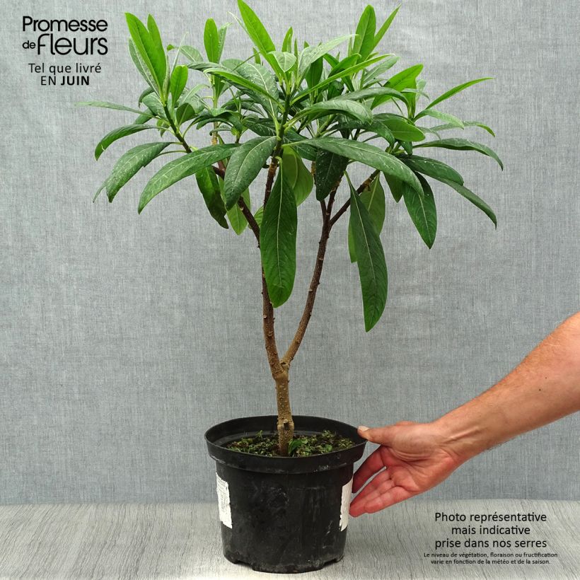 Esemplare di Edgeworthia chrysantha Winter Liebe - Bastone di san Giuseppe Vaso da 4L/5L consegnato in estate