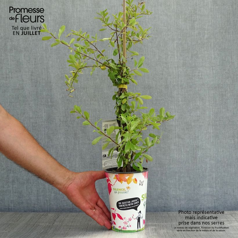 Esemplare di Pyracantha SAPHYR Jaune Vaso da 2L/3L consegnato in estate