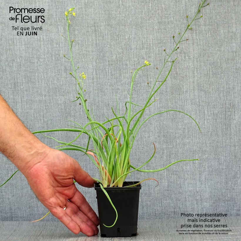 Esemplare di Bulbine frutescens - Fiore di serpente Vasetto da 8/9 cm consegnato in estate