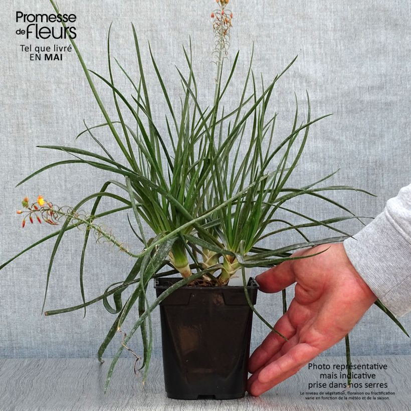 Bulbine frutescens Hallmarck - Fiore di serpente Vaso da 1L/1,5L esemplare consegnato in primavera