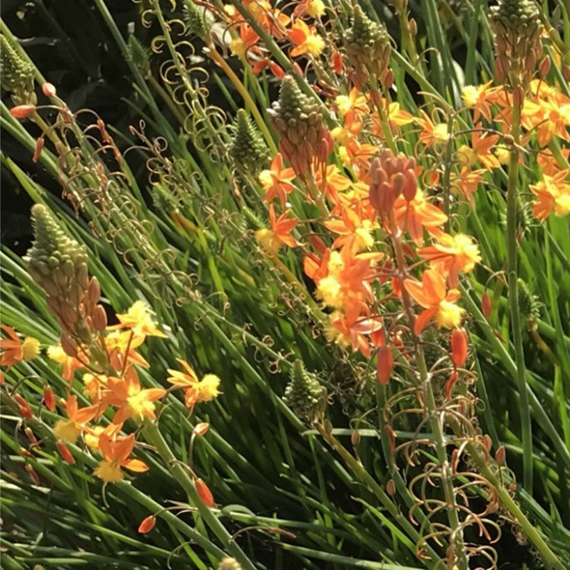 Bulbine frutescens Hallmarck - Fiore di serpente (Fioritura)